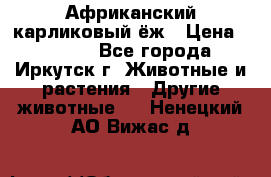 Африканский карликовый ёж › Цена ­ 6 000 - Все города, Иркутск г. Животные и растения » Другие животные   . Ненецкий АО,Вижас д.